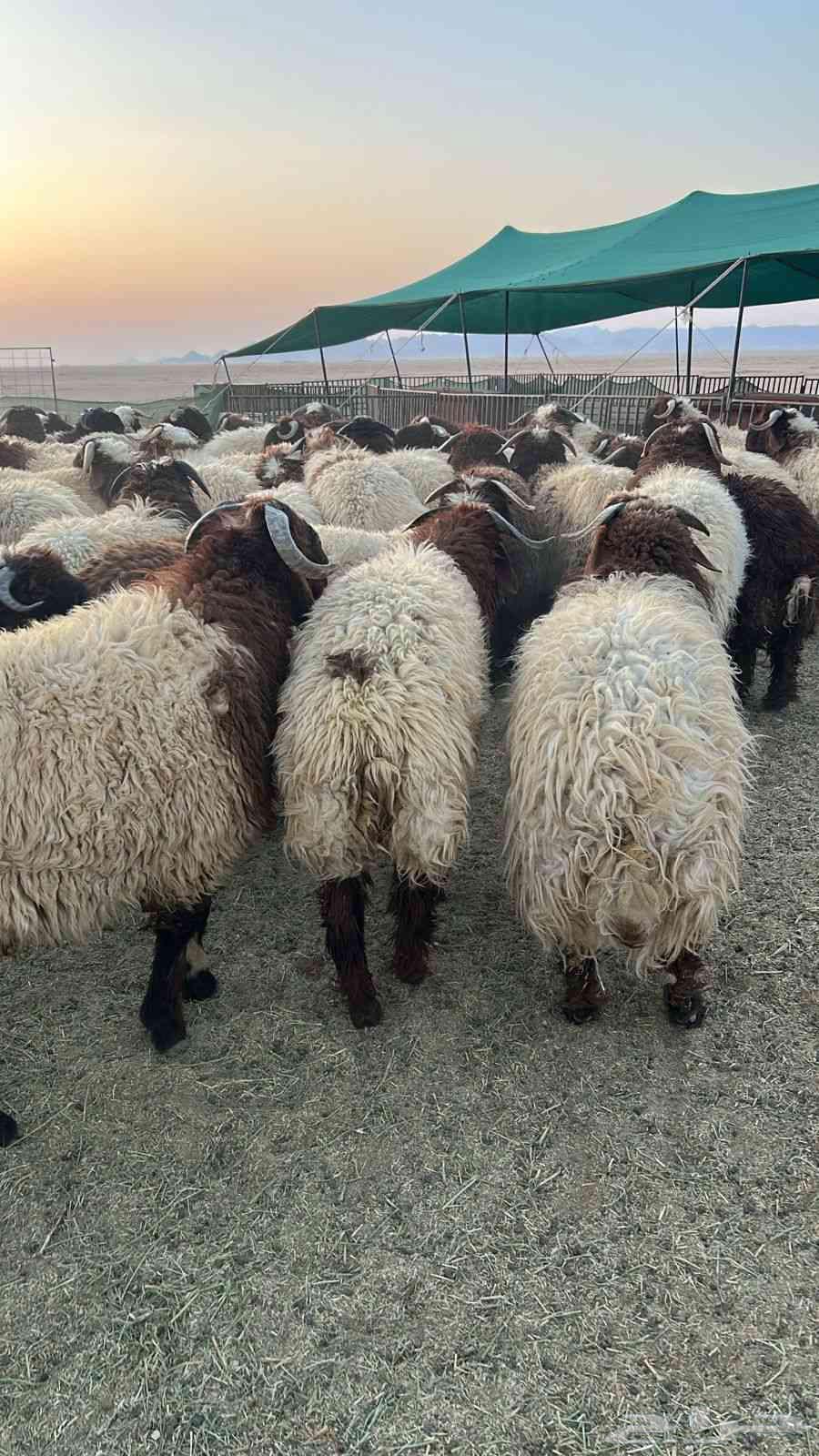 نعيم جبر فاخر64525856495618113