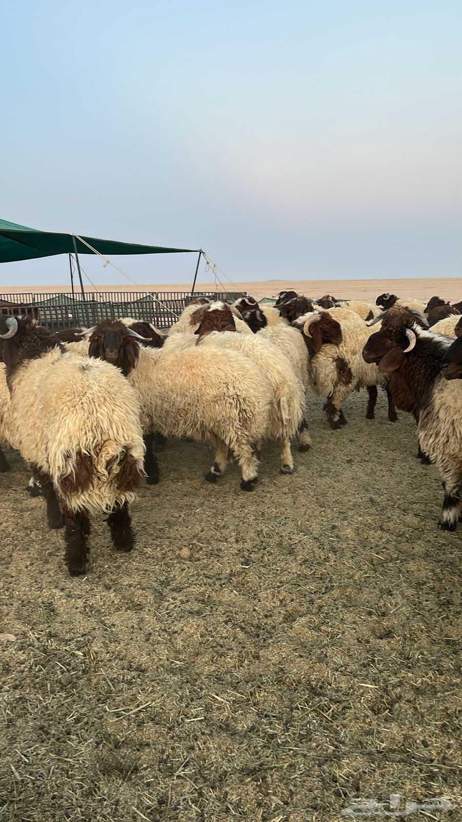 نعيم جبر فاخر64525856495618111