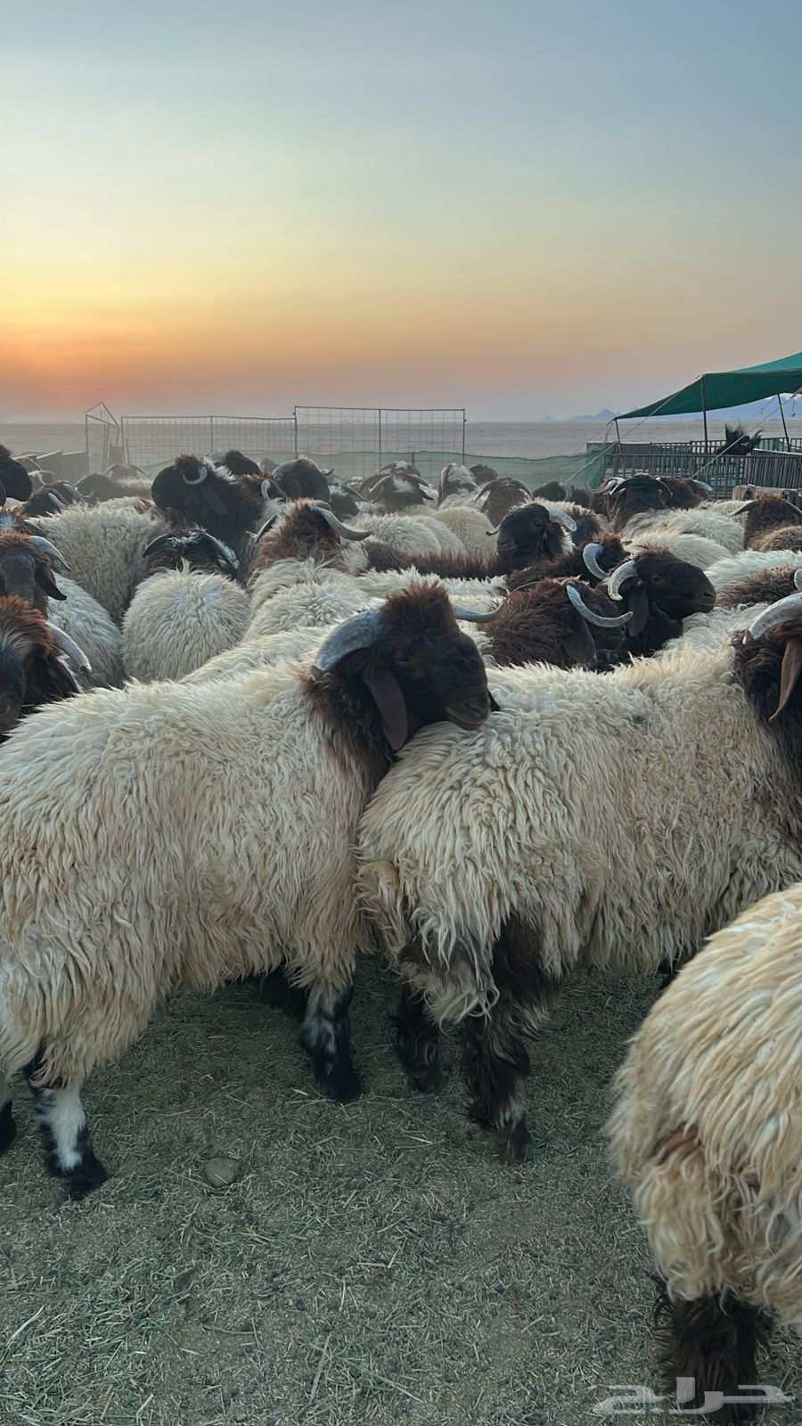 نعيم جبر فاخر64525856495618114