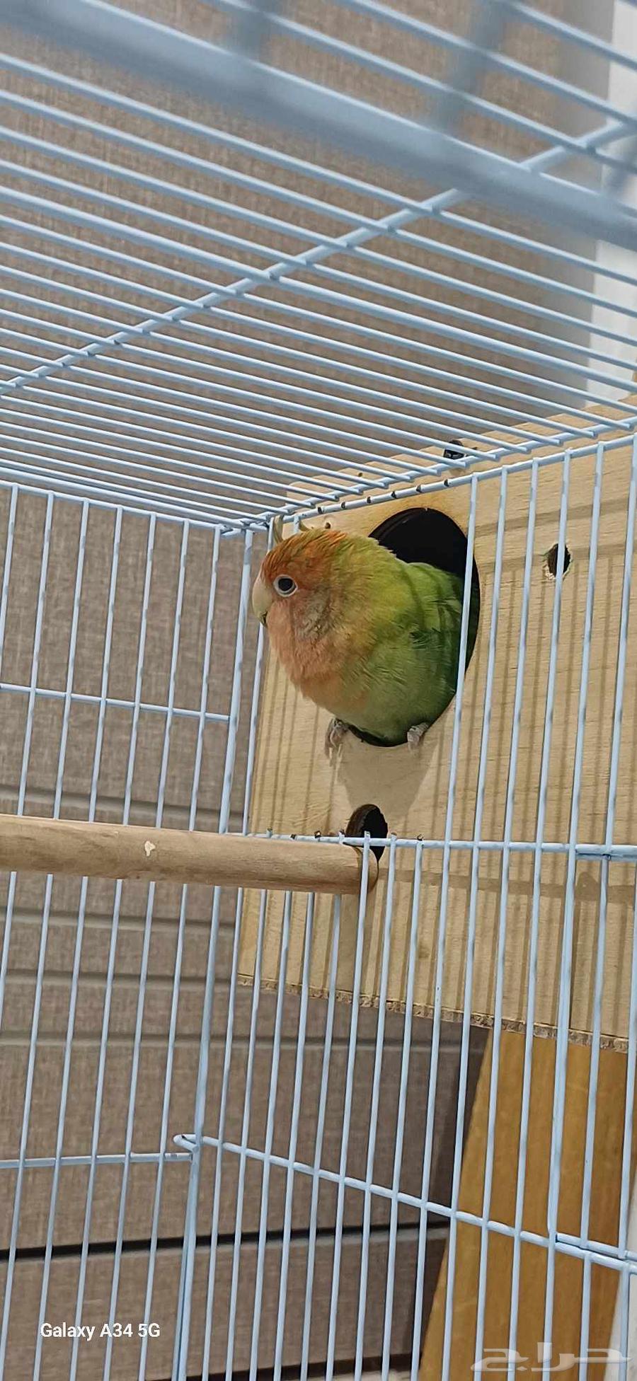 طيور روز64526565401987113