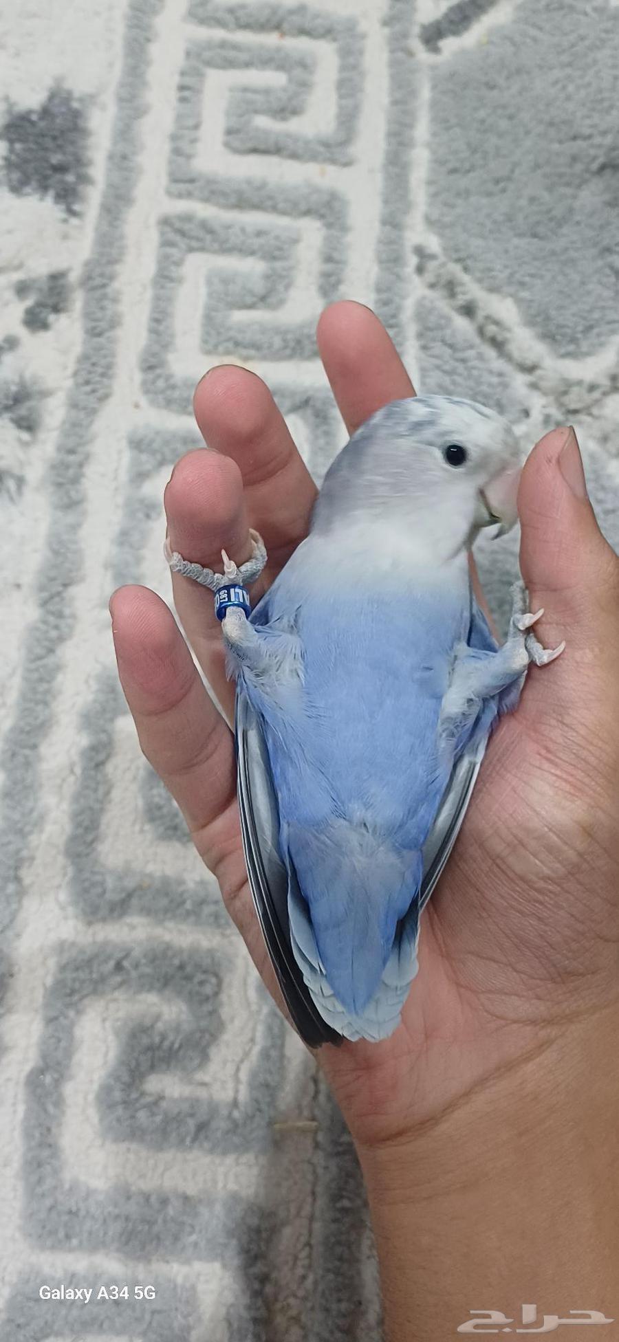 طيور روز64526565401987111