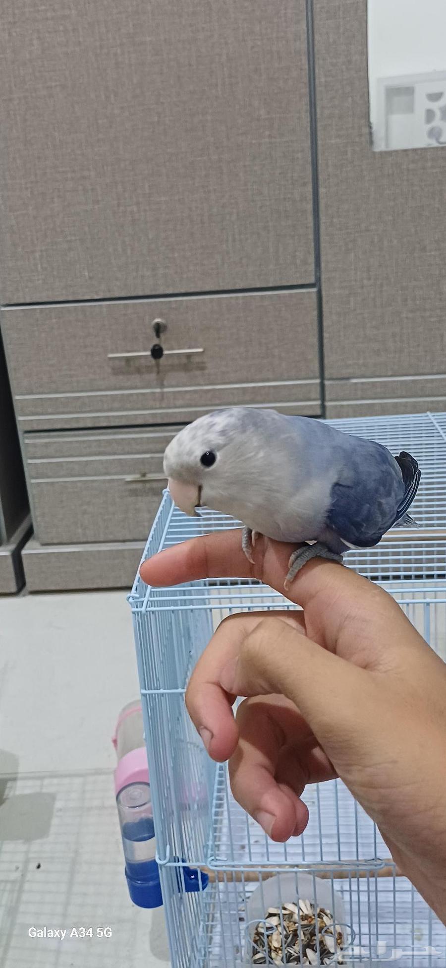 طيور روز64526565401987110