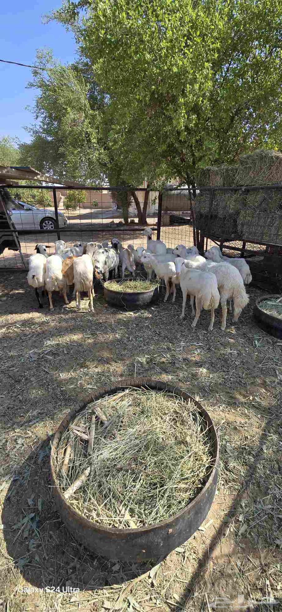 للبيع غنم رفيديات64520797749891113