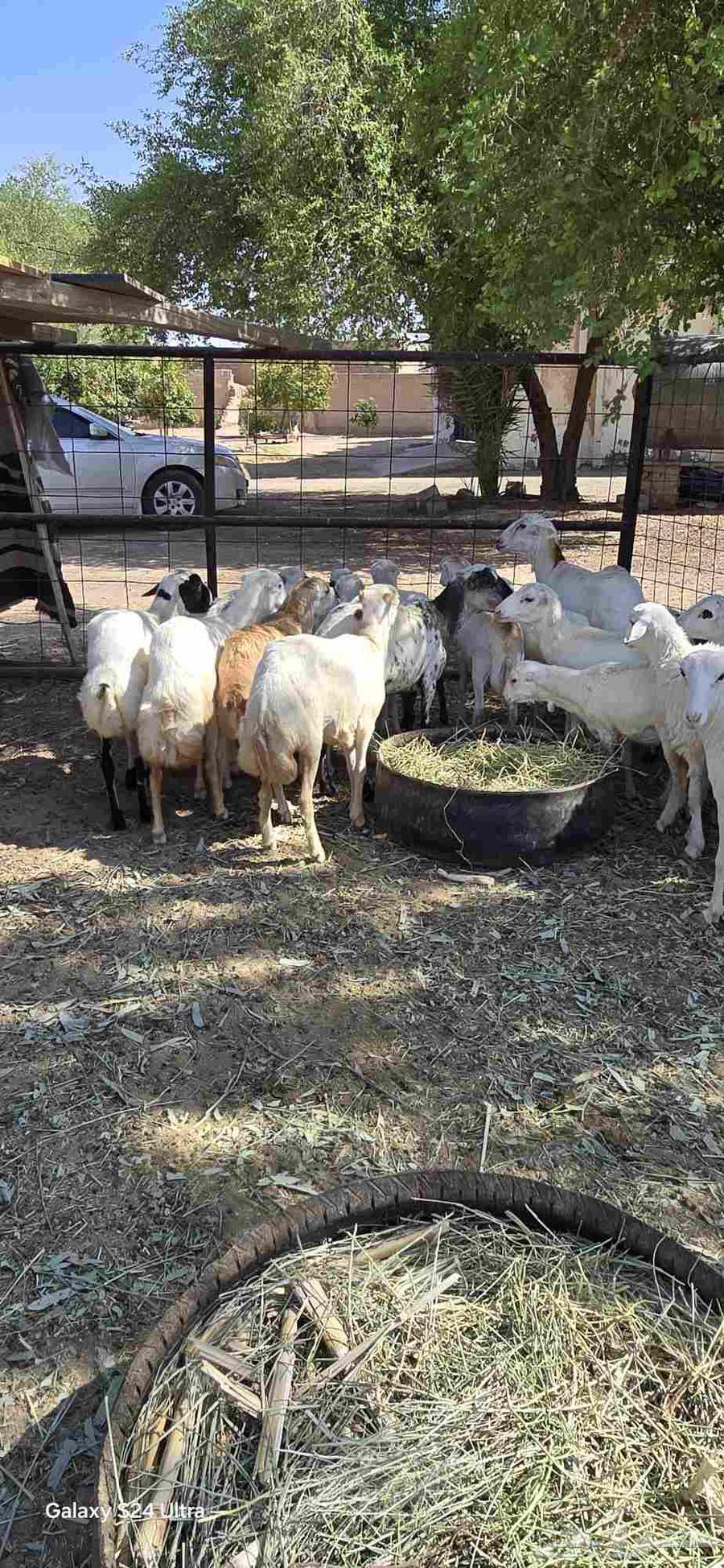 للبيع غنم رفيديات64520797749891114