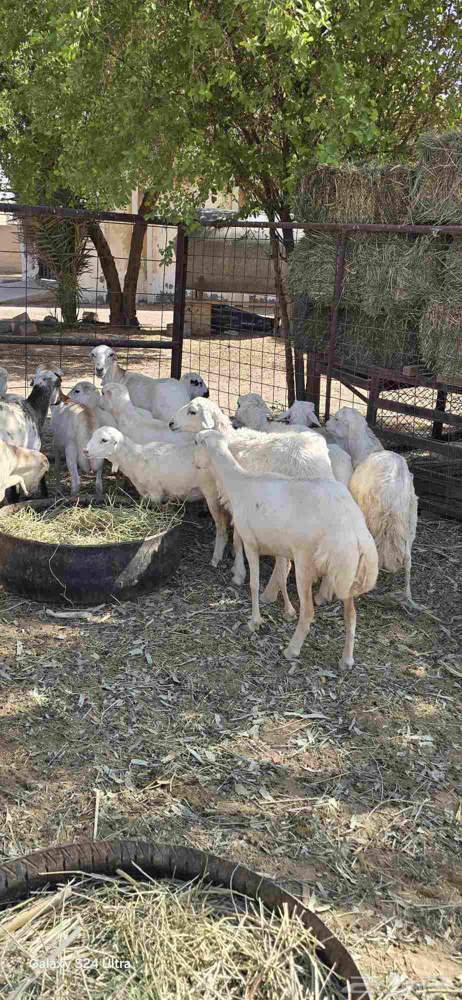 للبيع غنم رفيديات64520797749891111