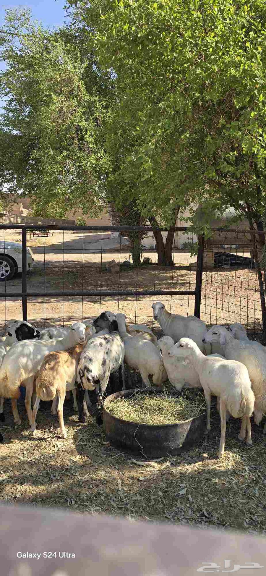 للبيع غنم رفيديات64520797749891110