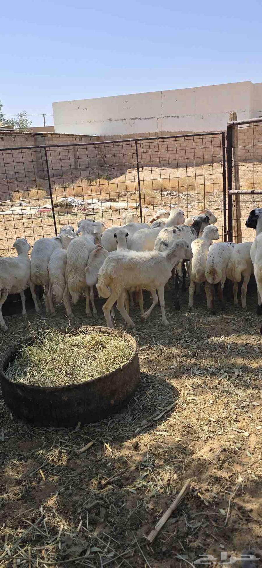 للبيع غنم رفيديات64520797749891112