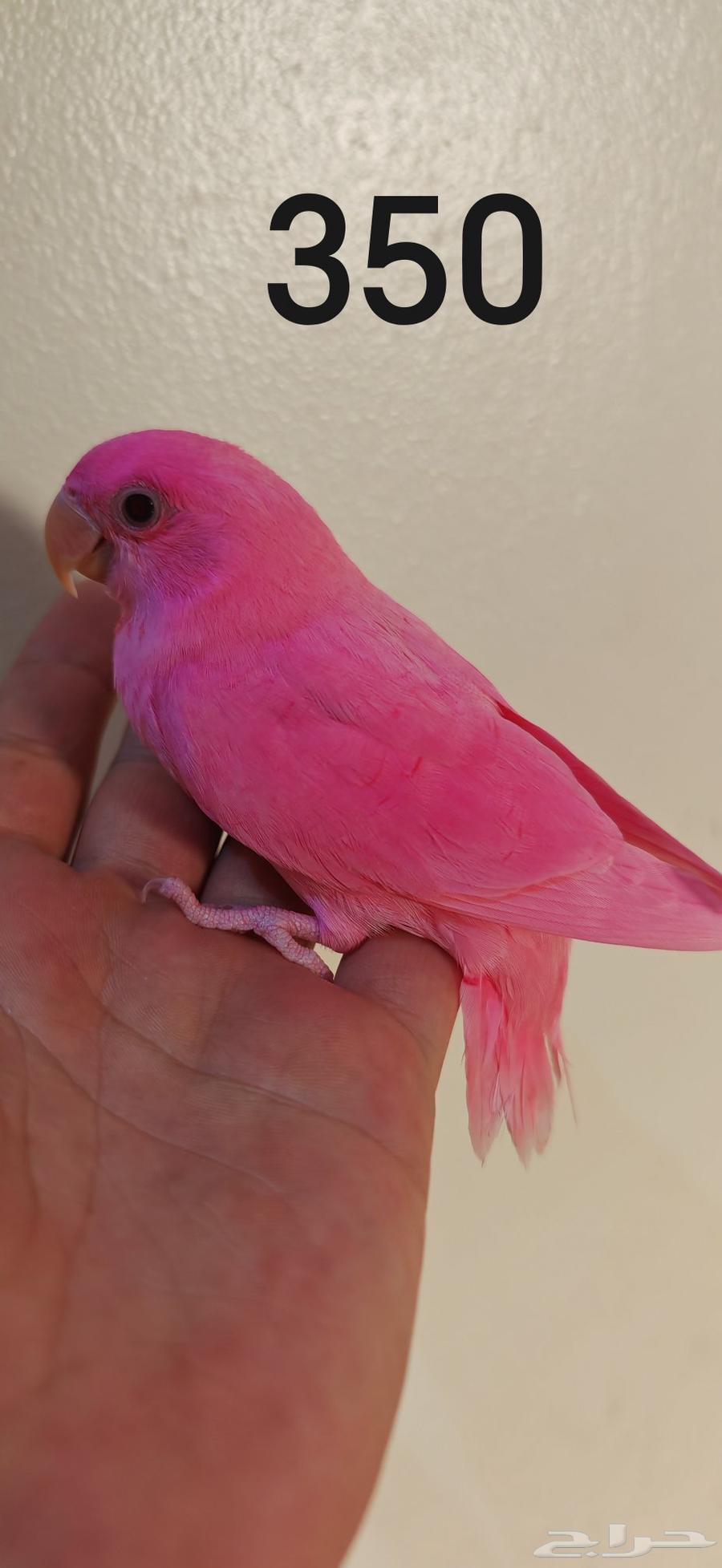 طير روز اليف مناسب للاطفال ( تم البيع )64521168780547111