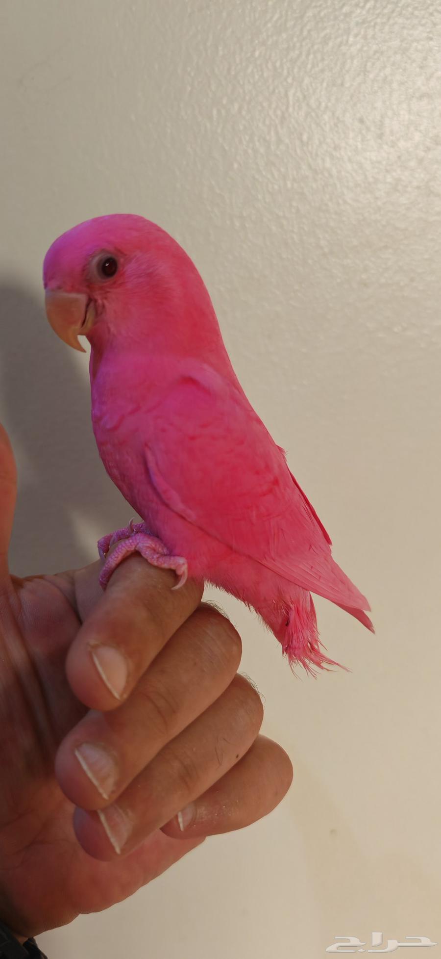 طير روز اليف مناسب للاطفال ( تم البيع )64521168780547110