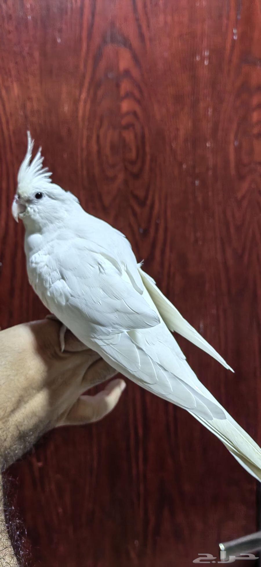 أنثى كروان البينو اليفه جدا ومنتجة64523175817217110