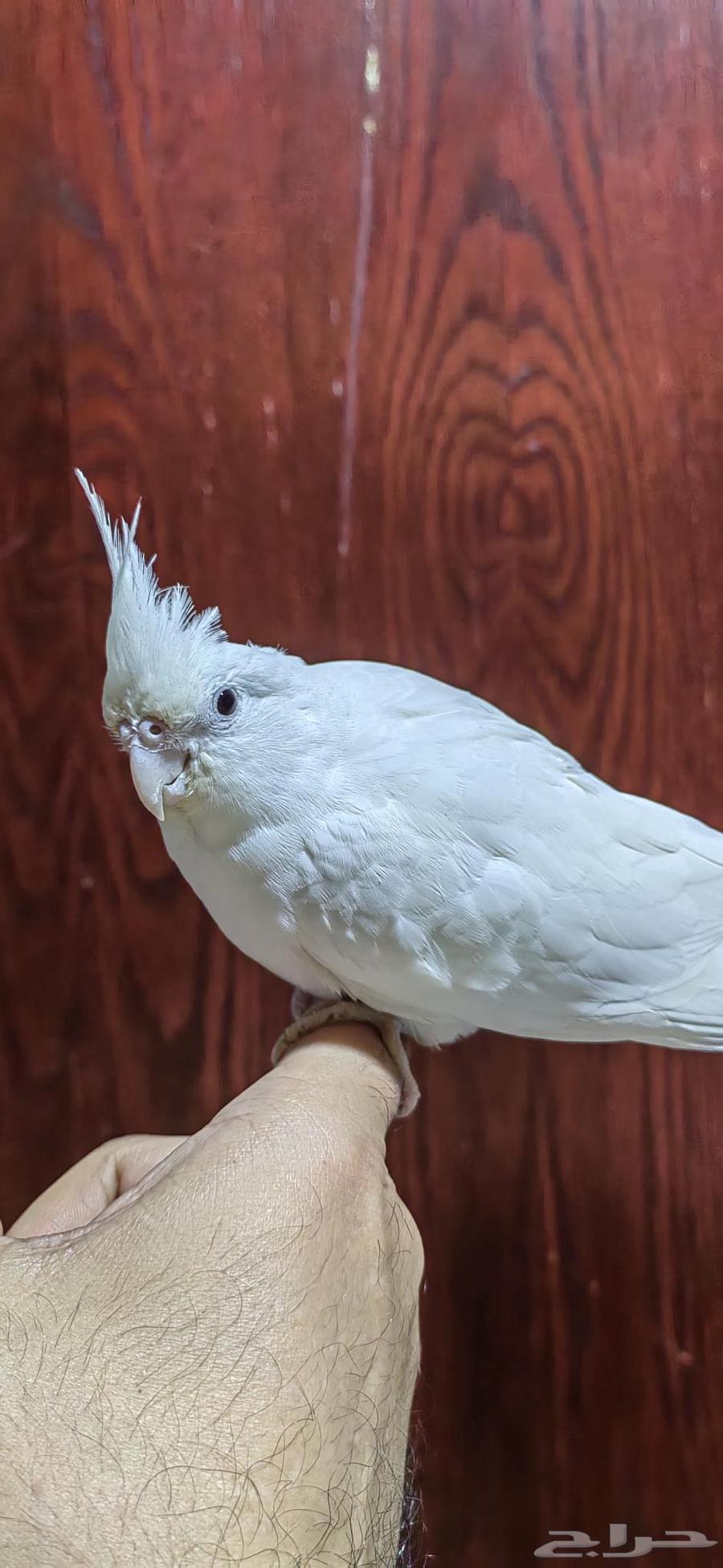 أنثى كروان البينو اليفه جدا ومنتجة64523175817217111