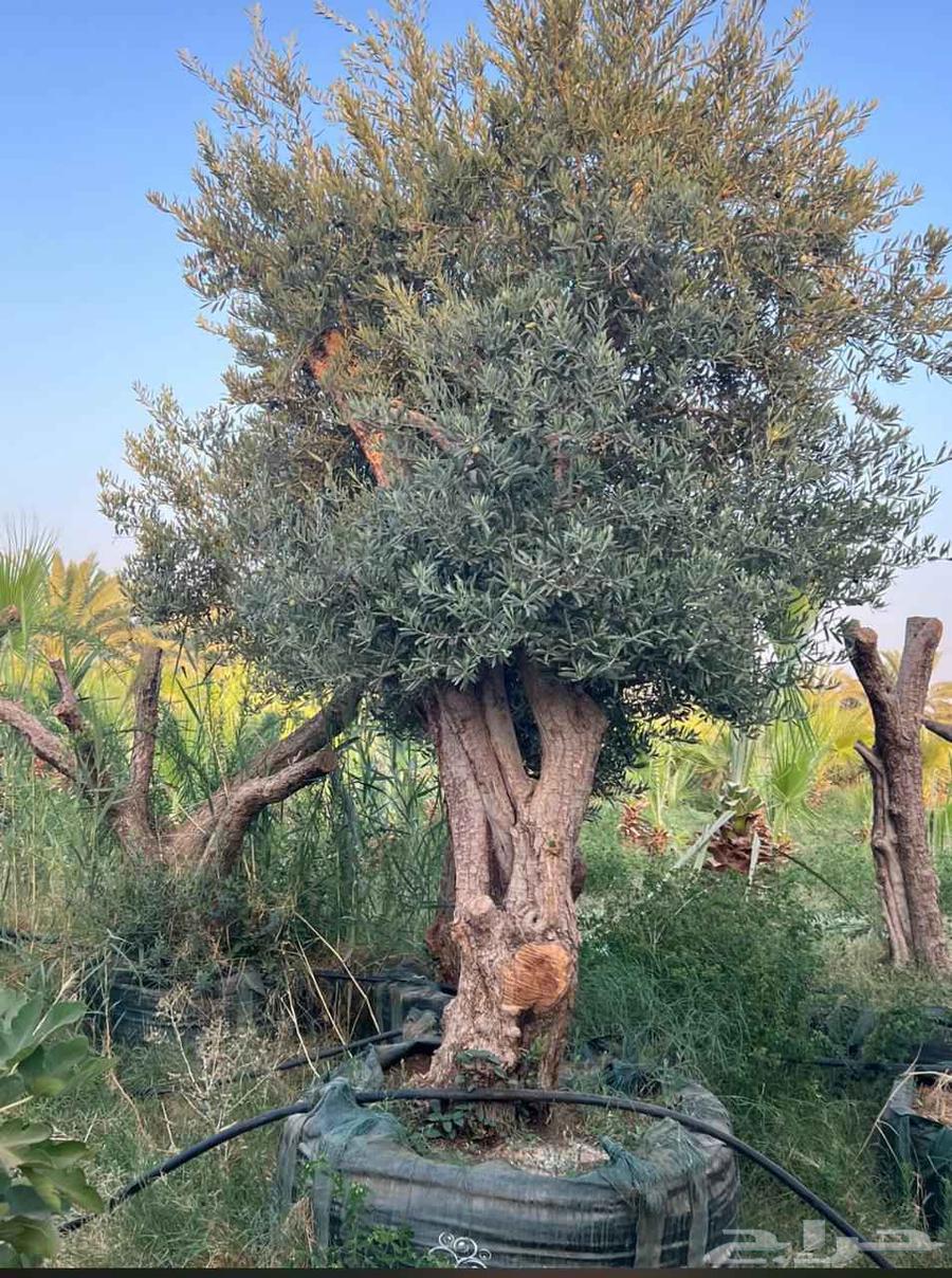 Various sizes of olive trees available, delivery provided64521069276163110