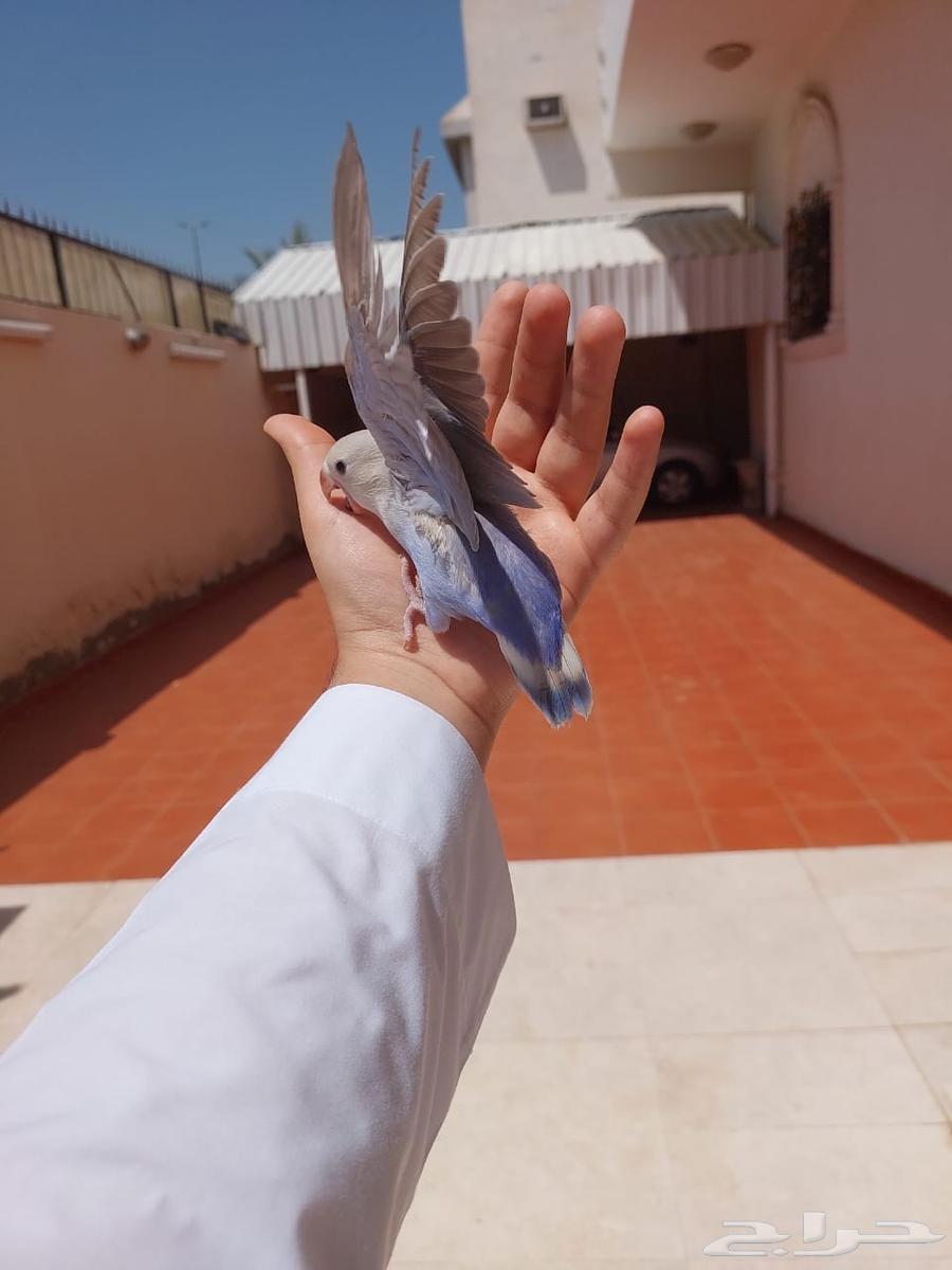 روز اليف وهدد خارجي نشبه لايفوتكم شي فاخر من الاخر64522387313281114