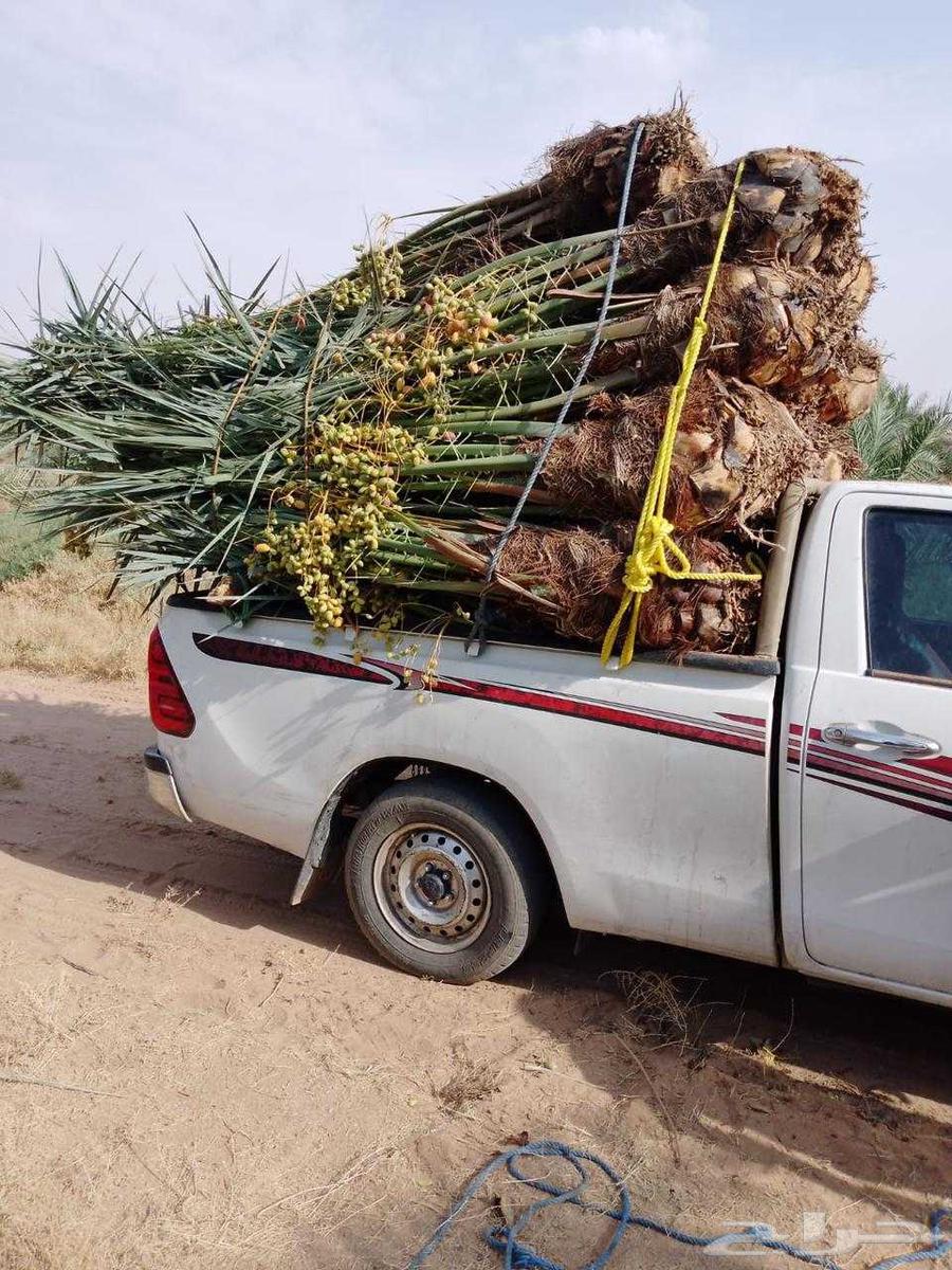 نخيل للبيع مع التوصيل اخلاص برحي مجدول صقعي سكري64526592870657112