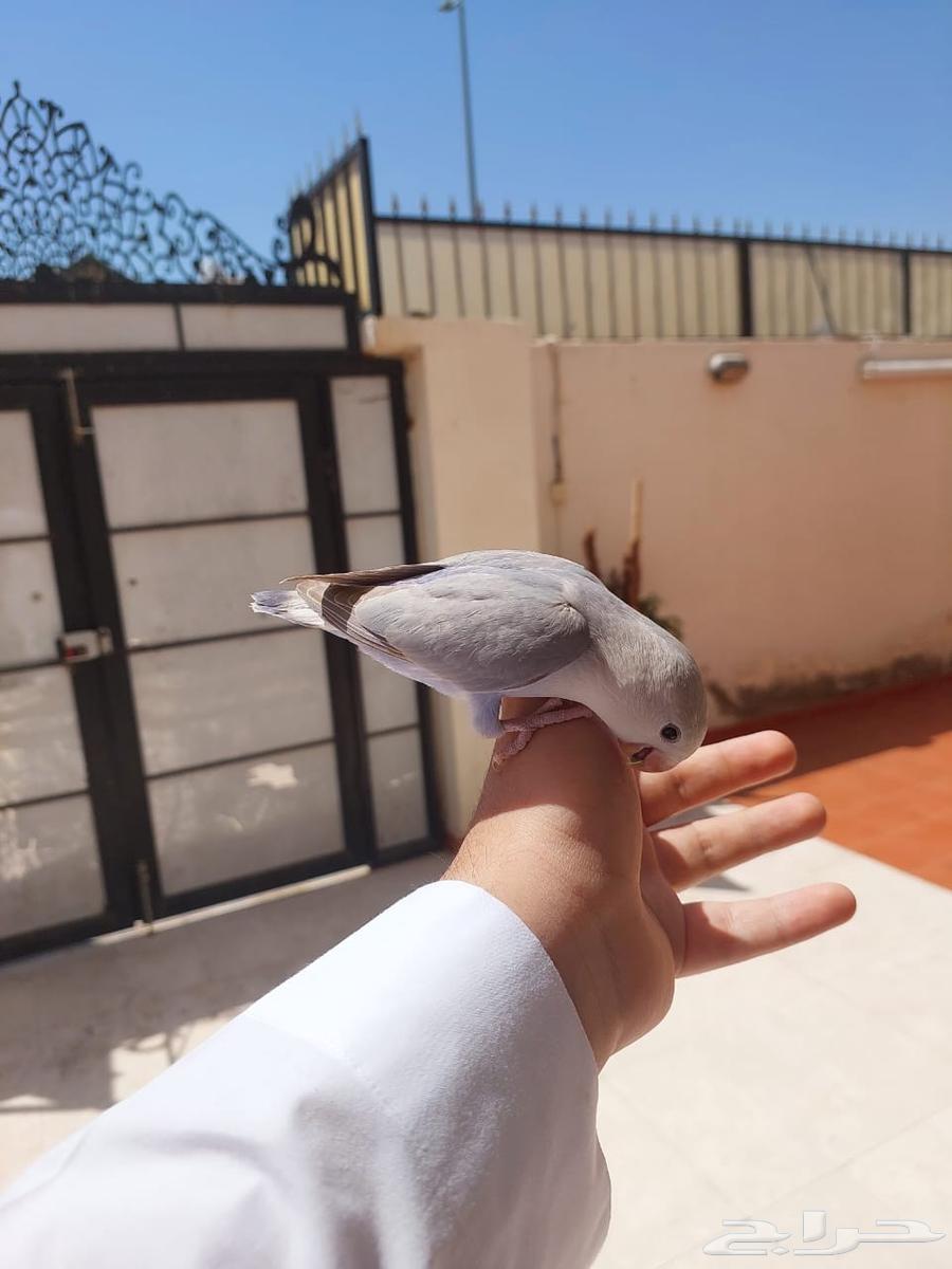 روز اليف وهدد خارجي نشبه لايفوتكم شي فاخر من الاخر64522387313281112