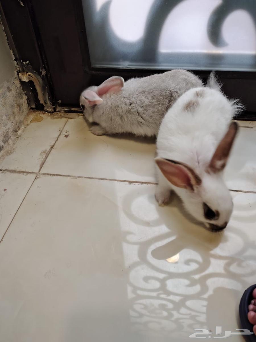 ارانب للبيع64521111806849110