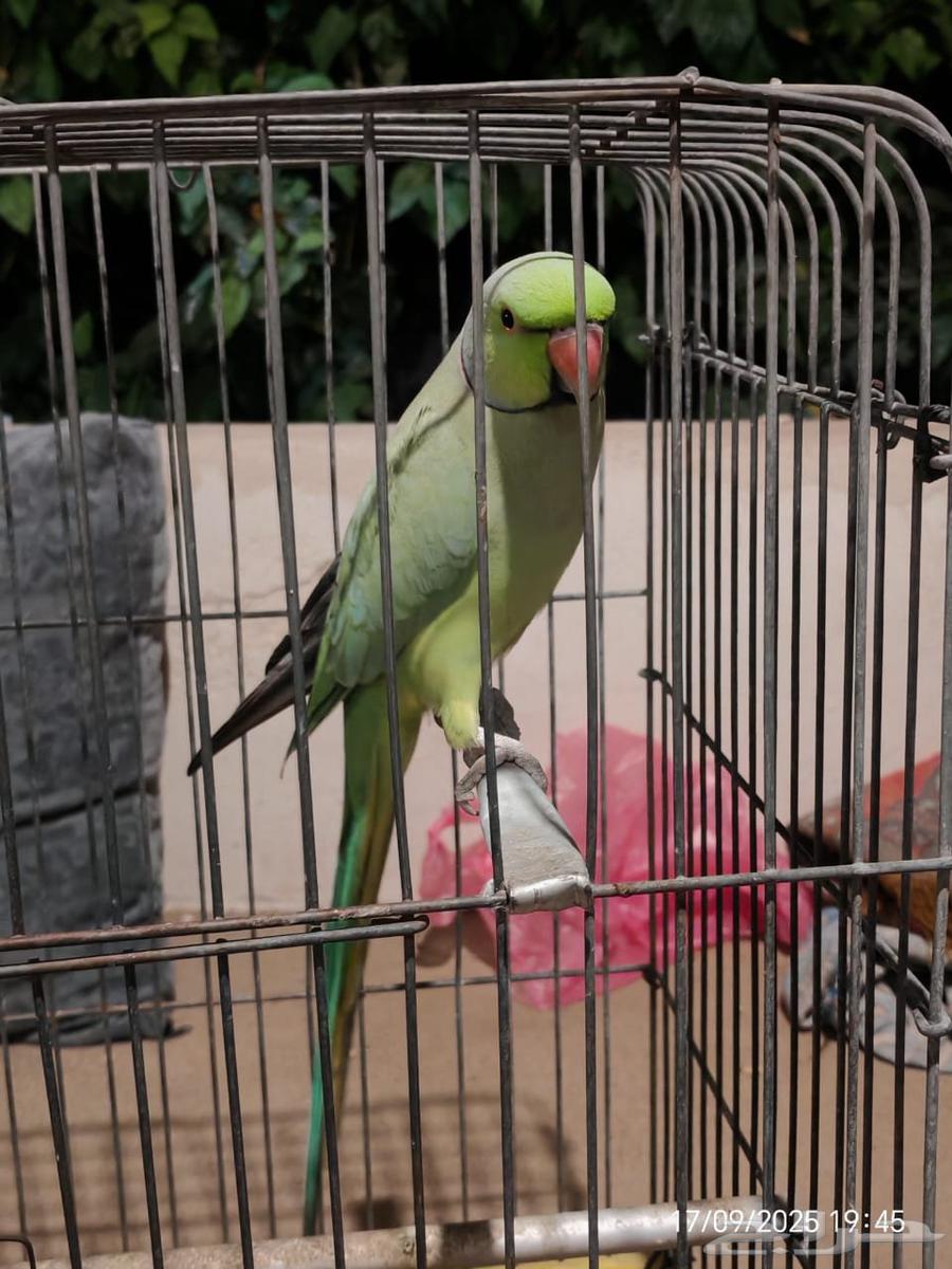 دره هنديه ذكر وانثى64525178124163113