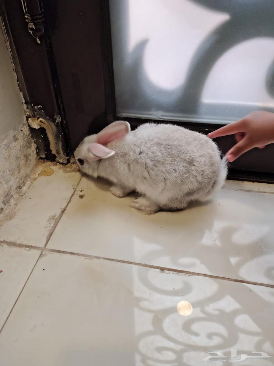 ارانب للبيع64521111806849112