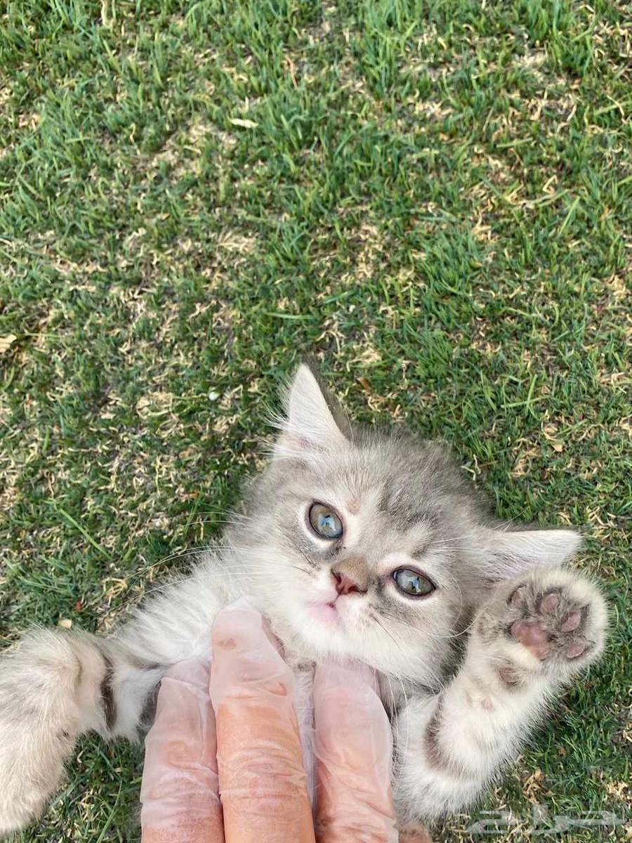 Scottish Fold trained kittens for sale, no adoption64524448272642114