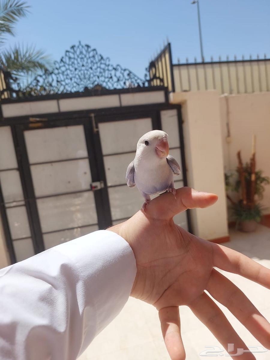 روز اليف وهدد خارجي نشبه لايفوتكم شي فاخر من الاخر64522387313281111