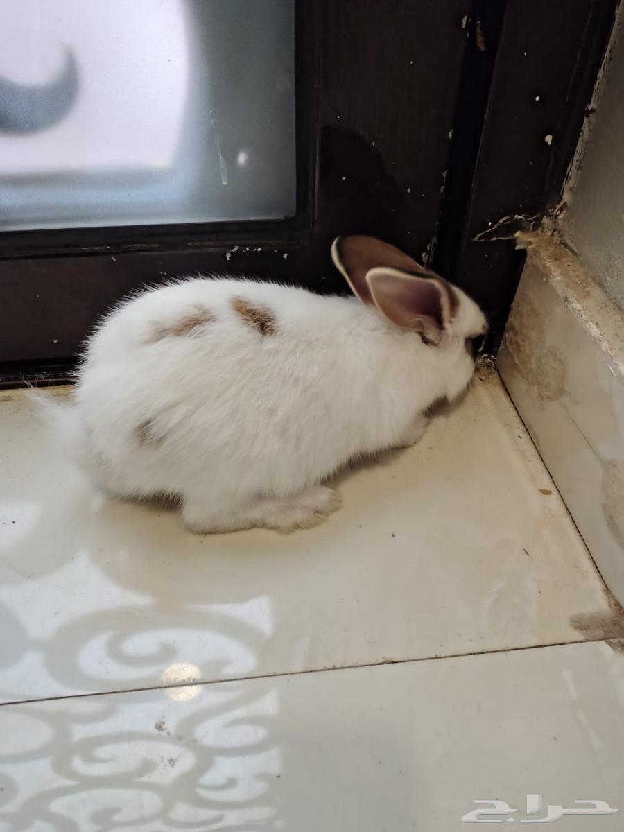 ارانب للبيع64521111806849111