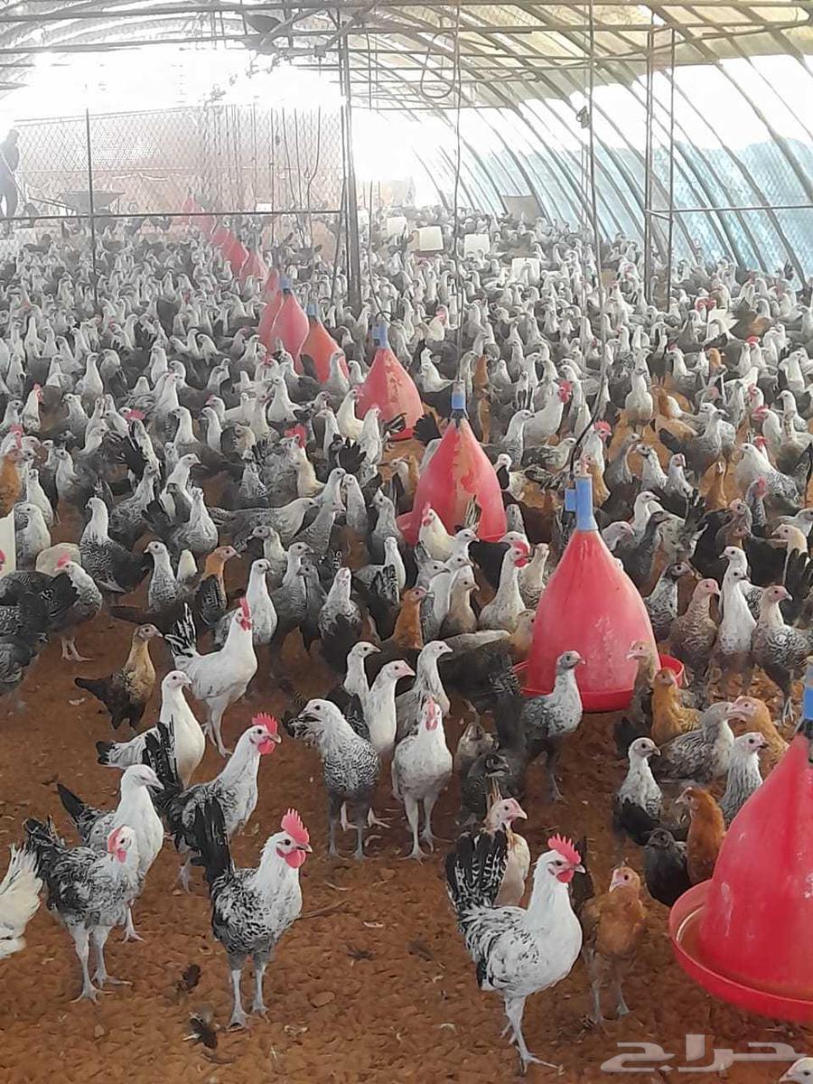 Fayoumi chickens, age 4 months, contact by phone, site congested64526162052481110
