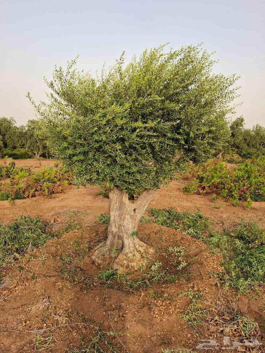 Various sizes of olive trees available, delivery provided64521069276163113