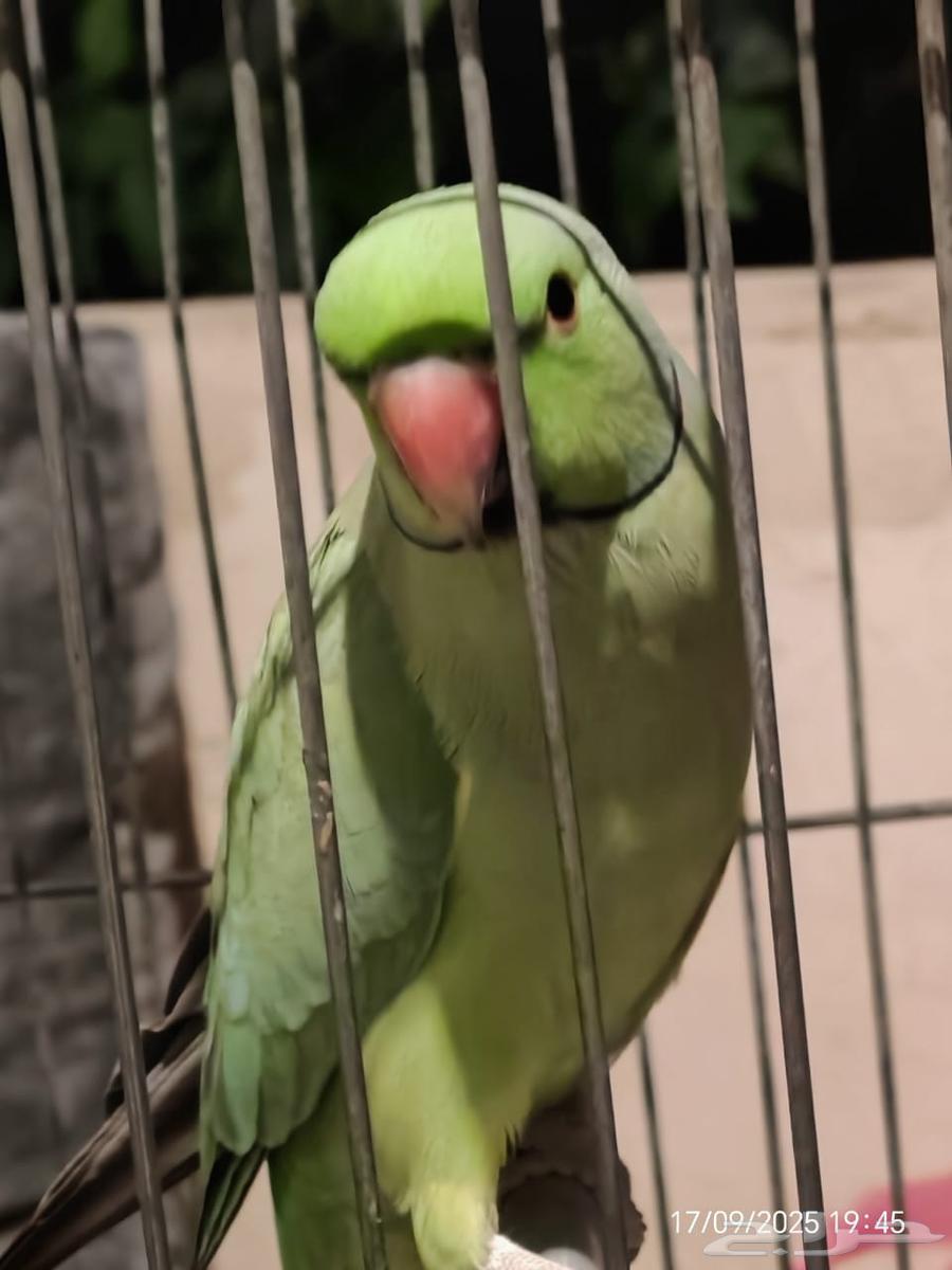 دره هنديه ذكر وانثى64525178124163110