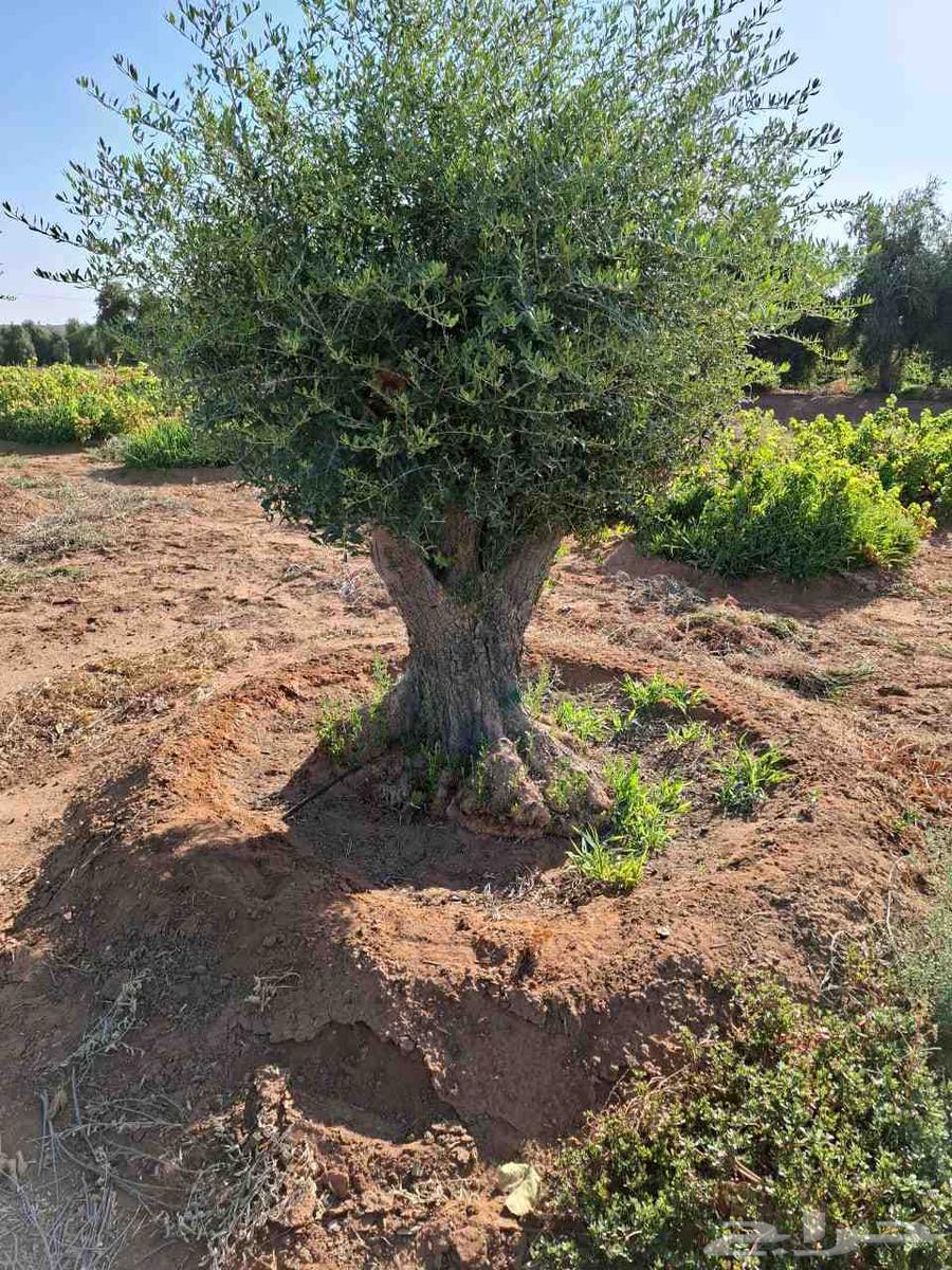 Various sizes of olive trees available, delivery provided64521069276163111