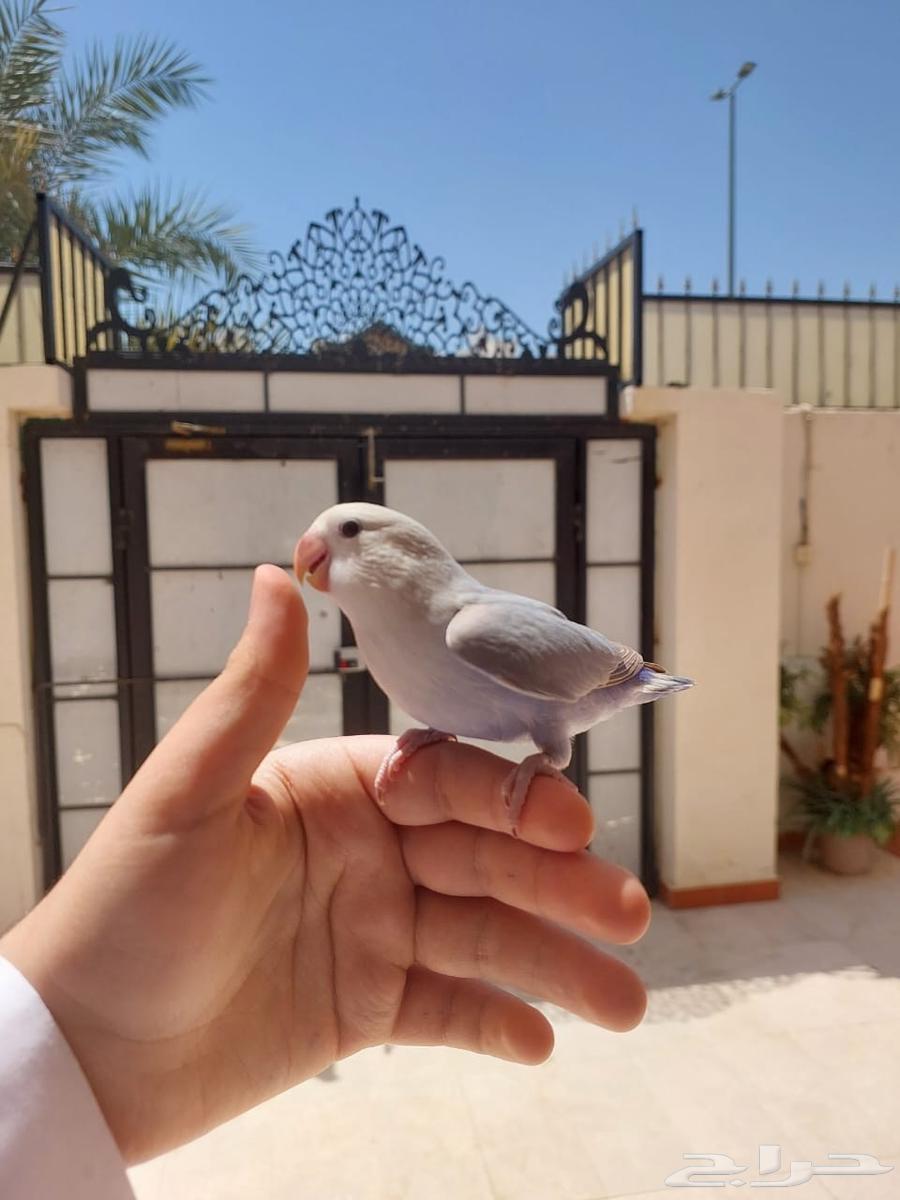 روز اليف وهدد خارجي نشبه لايفوتكم شي فاخر من الاخر64522387313281110