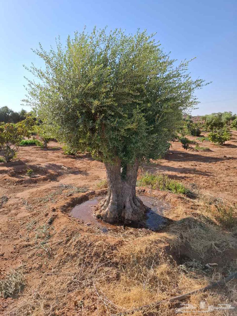 Various sizes of olive trees available, delivery provided64521069276163112