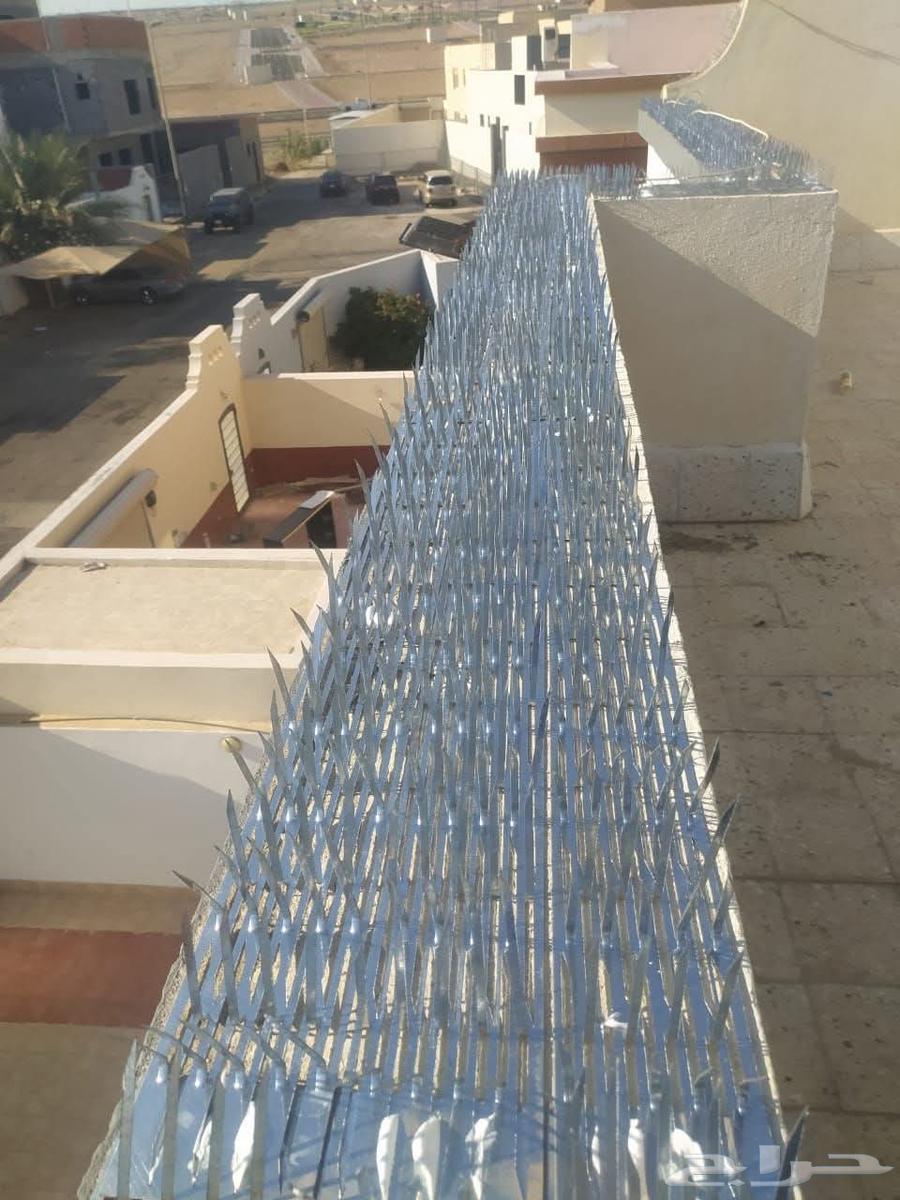 Pigeon Repeller in Jeddah, Installation and Sale of Pigeon Spikes and Nets64237605221249113