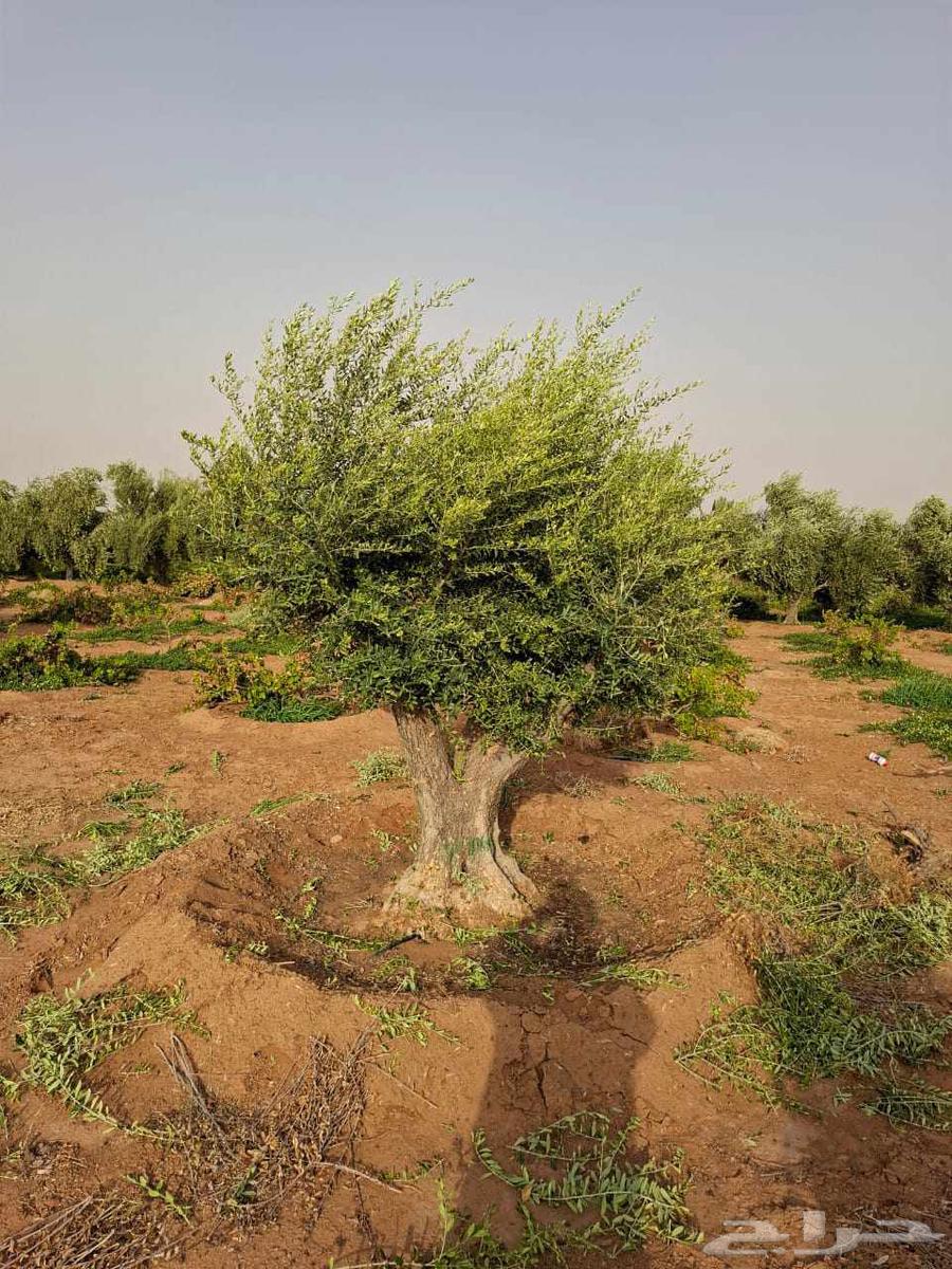 Various sizes of olive trees available, delivery provided64521069276163114