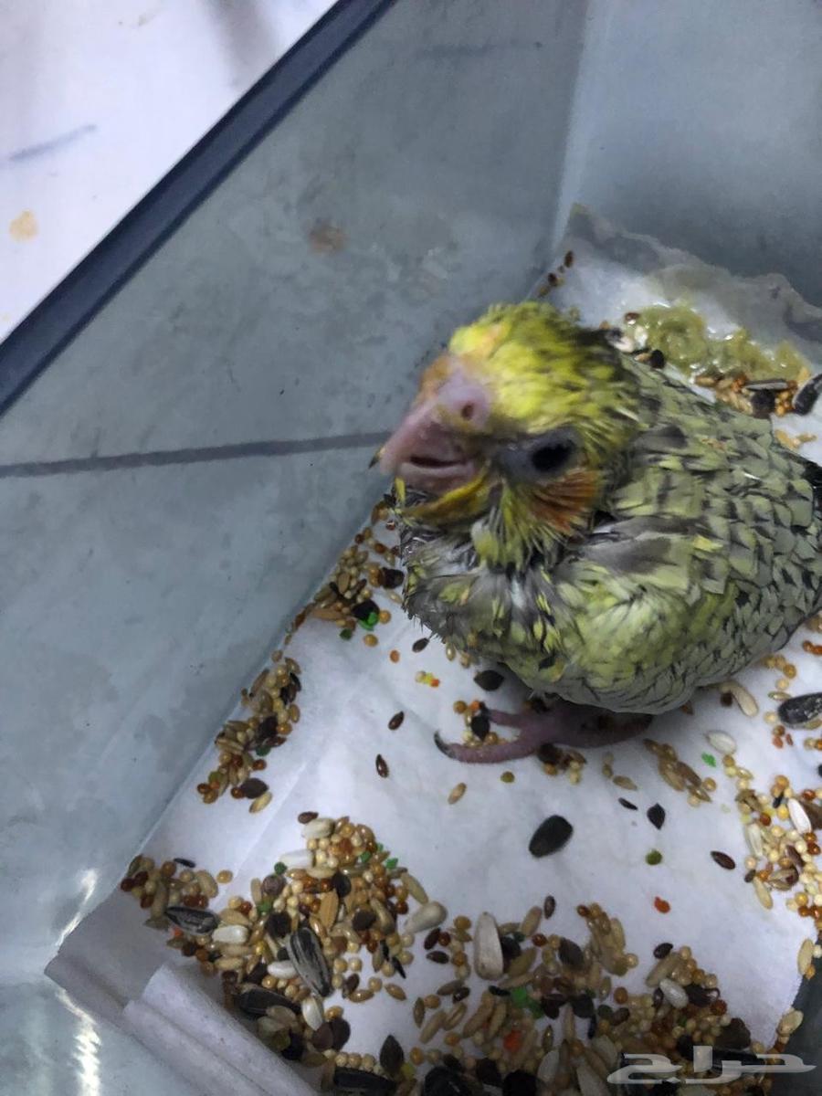 للبيع فرخ كروان كوكتيل64519413332227111