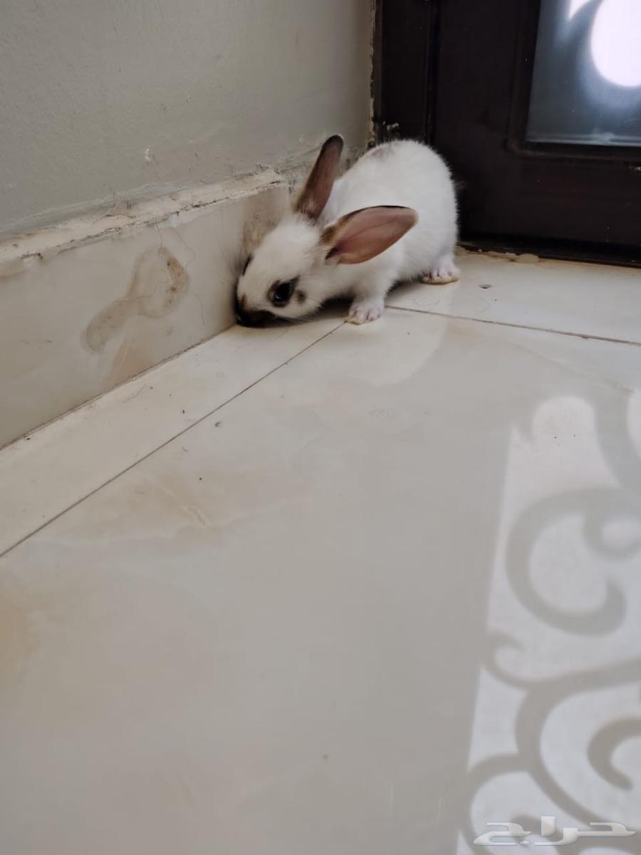 ارانب للبيع64521111806849114