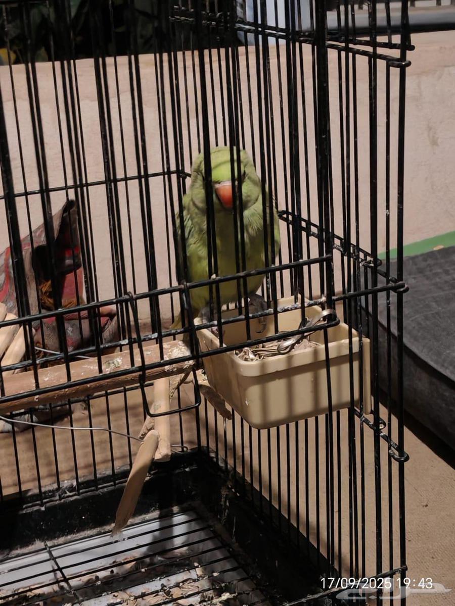 دره هنديه ذكر وانثى64525178124163114