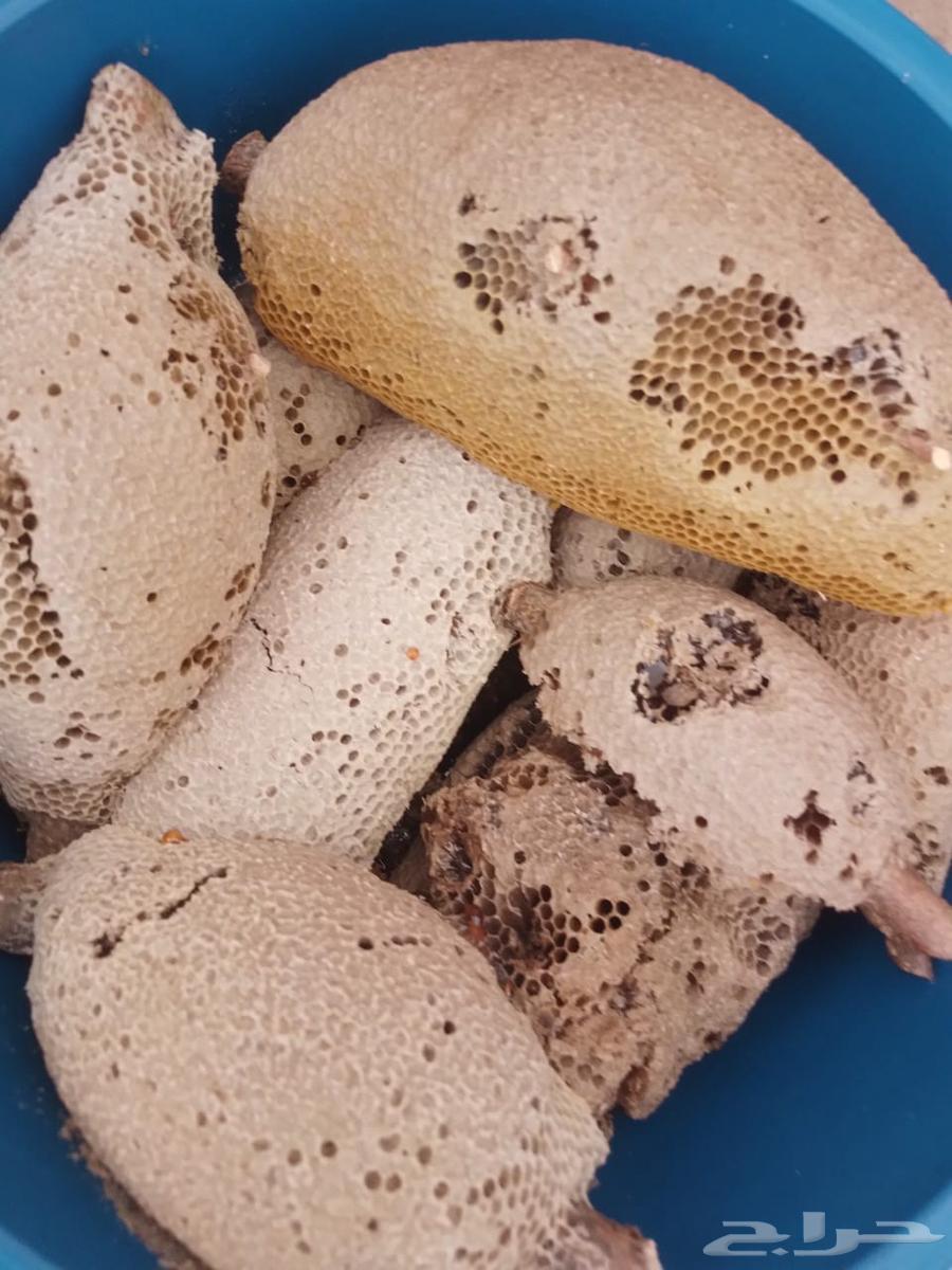 عسل بري جبلي ممتاز درجه اولى قطف اليوم64520825972995110