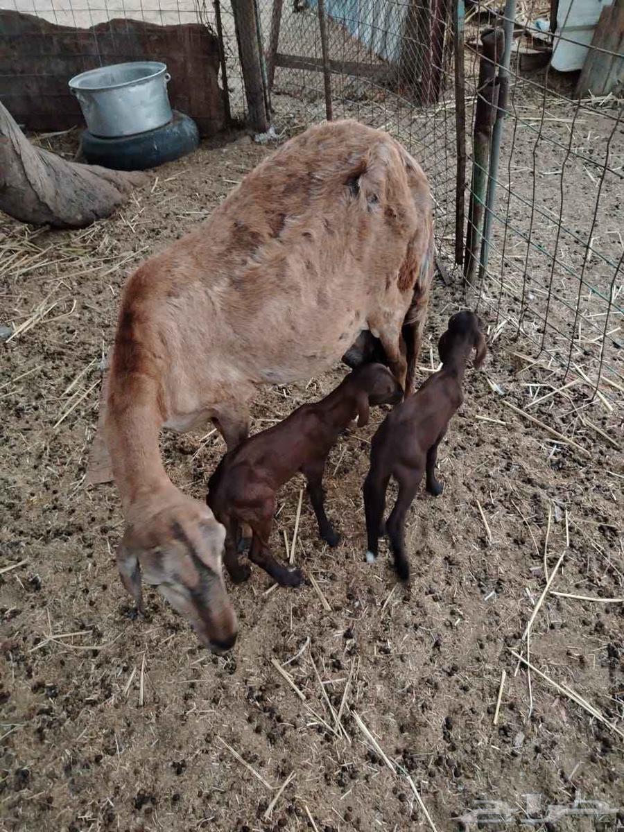 نعجه سواكنيه معاها اثنين. (( تم البيع خارح الموقع))64524642862850112