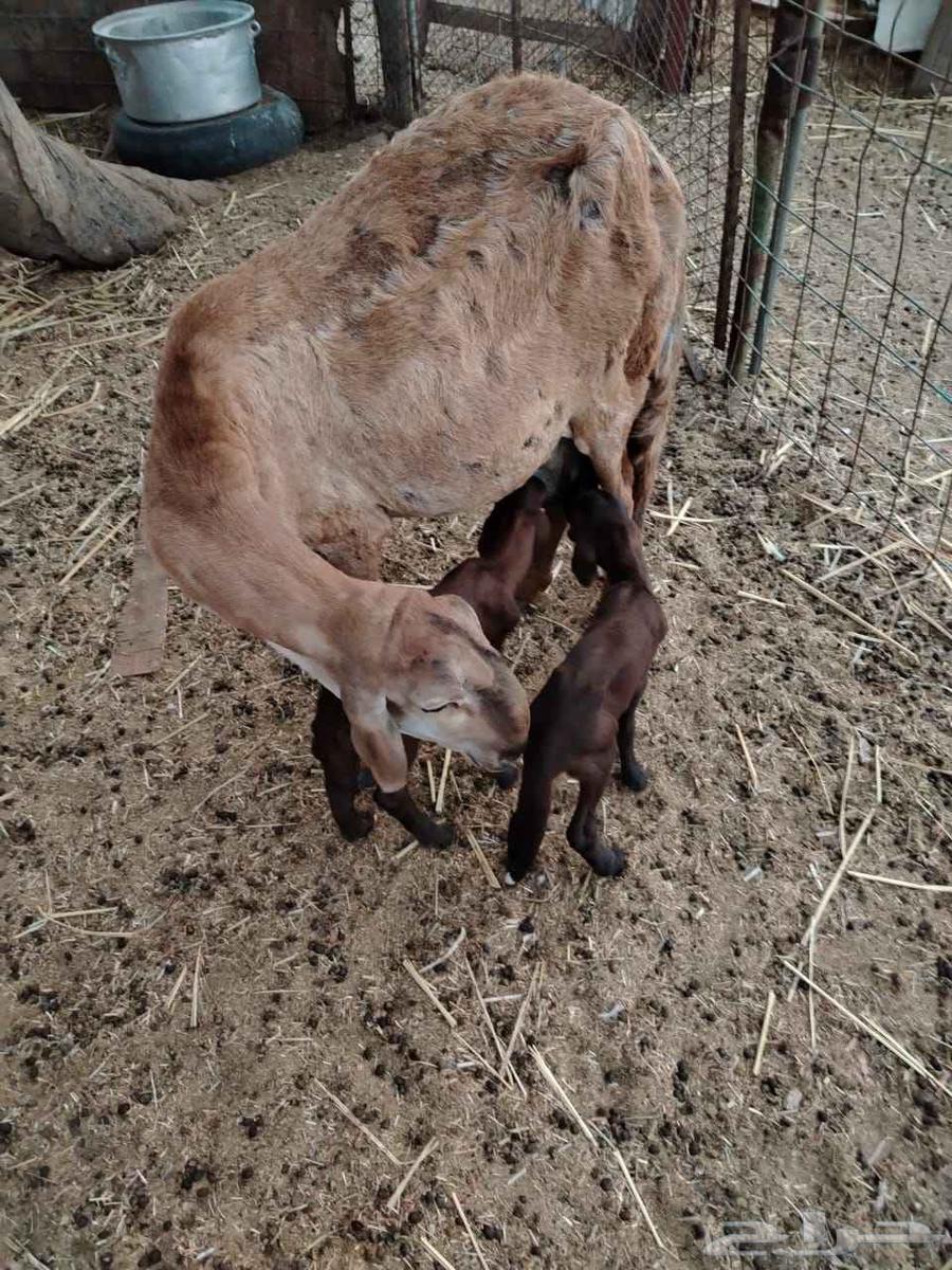 نعجه سواكنيه معاها اثنين. (( تم البيع خارح الموقع))64524642862850110