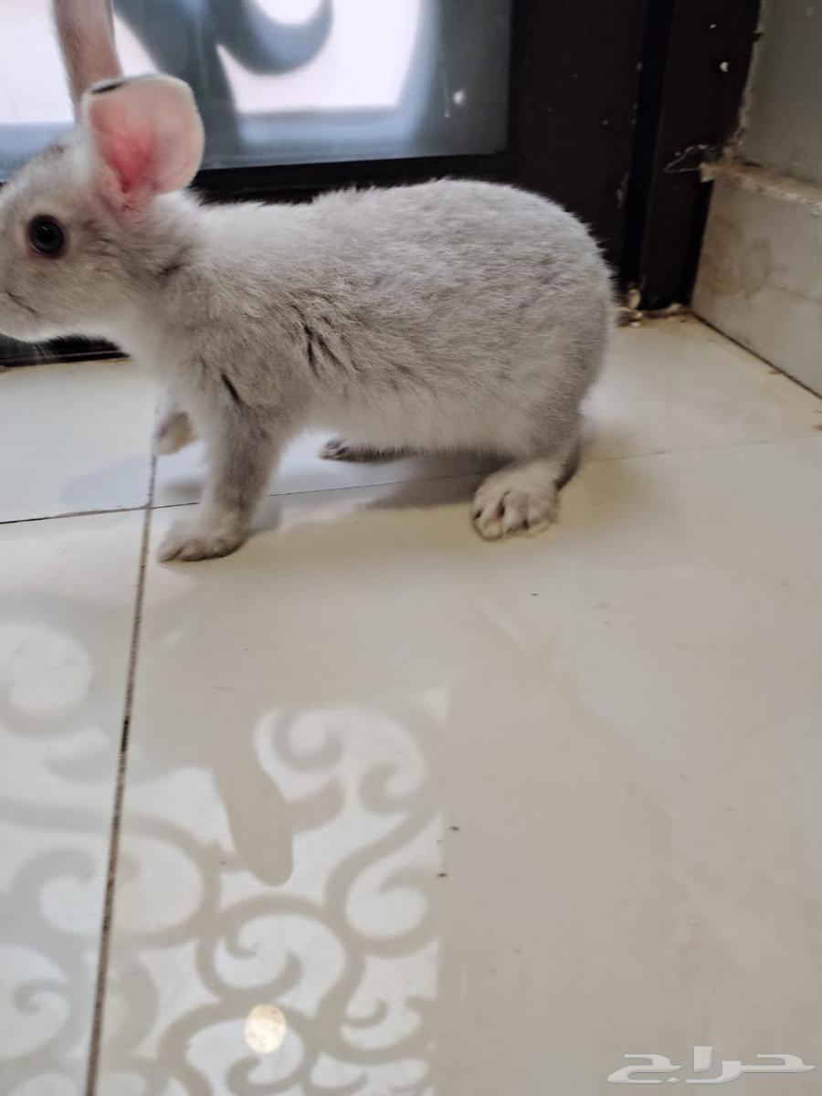 ارانب للبيع64521111806849113