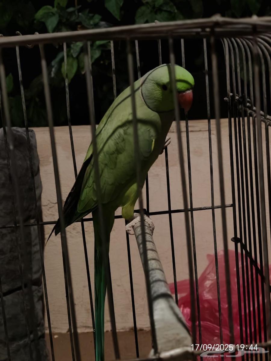 دره هنديه ذكر وانثى64525178124163112