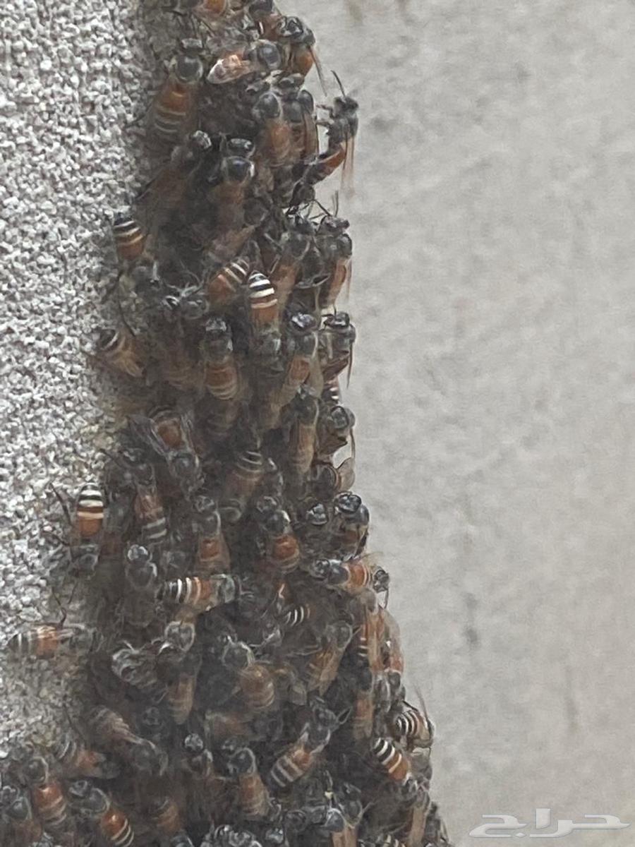 Empty bee cells and boxes64521011895681110