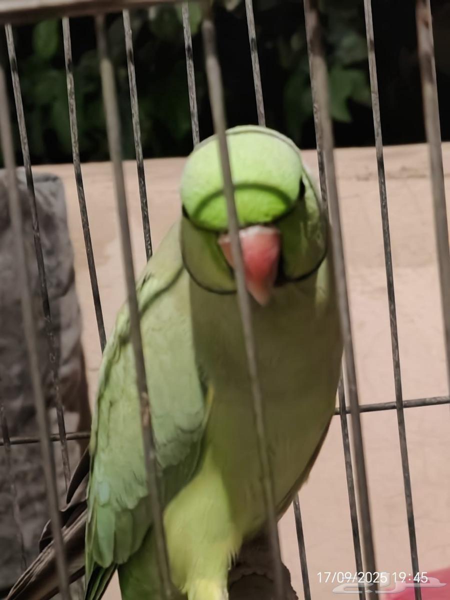 دره هنديه ذكر وانثى64525178124163111