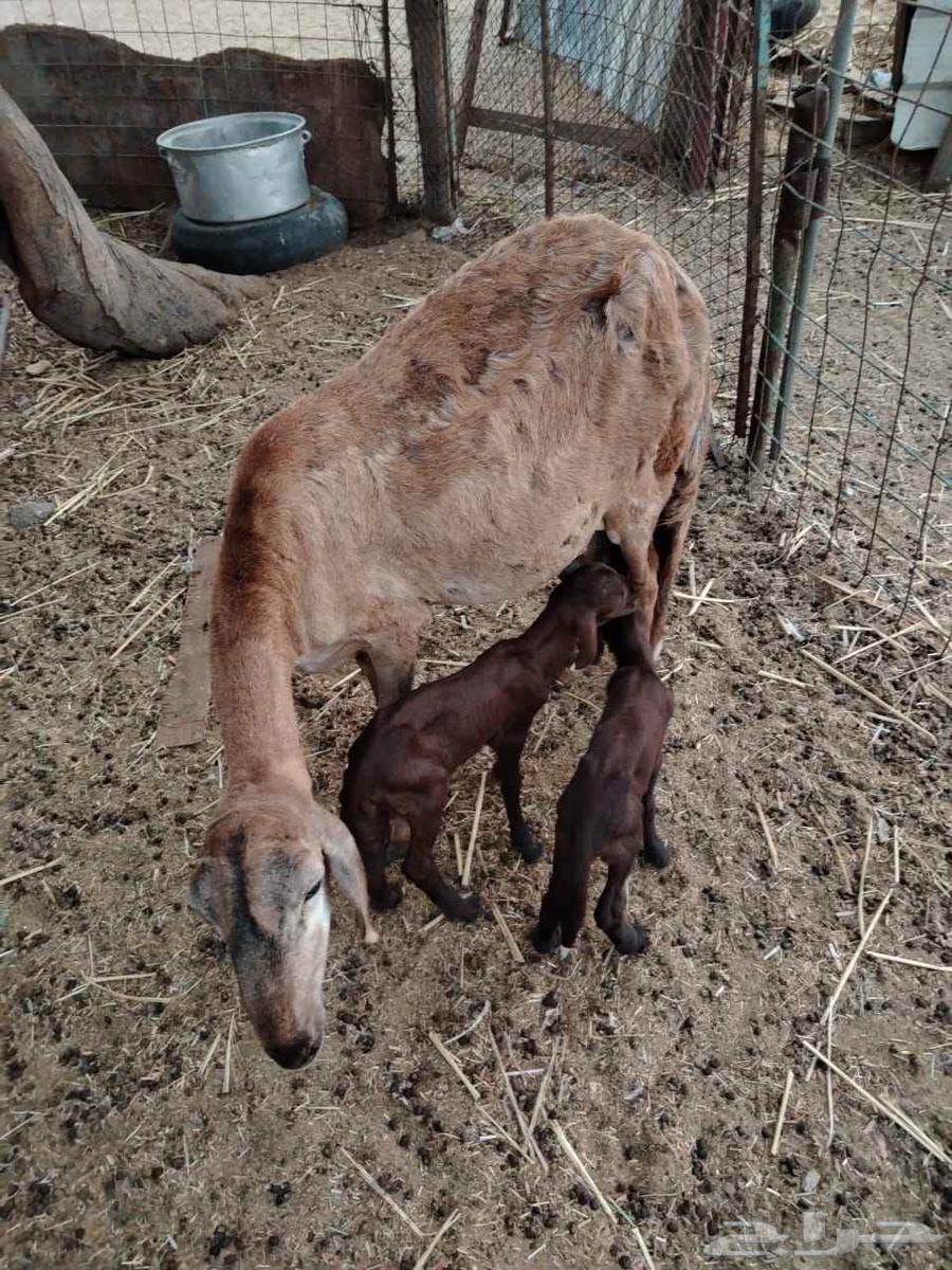 نعجه سواكنيه معاها اثنين. (( تم البيع خارح الموقع))64524642862850111