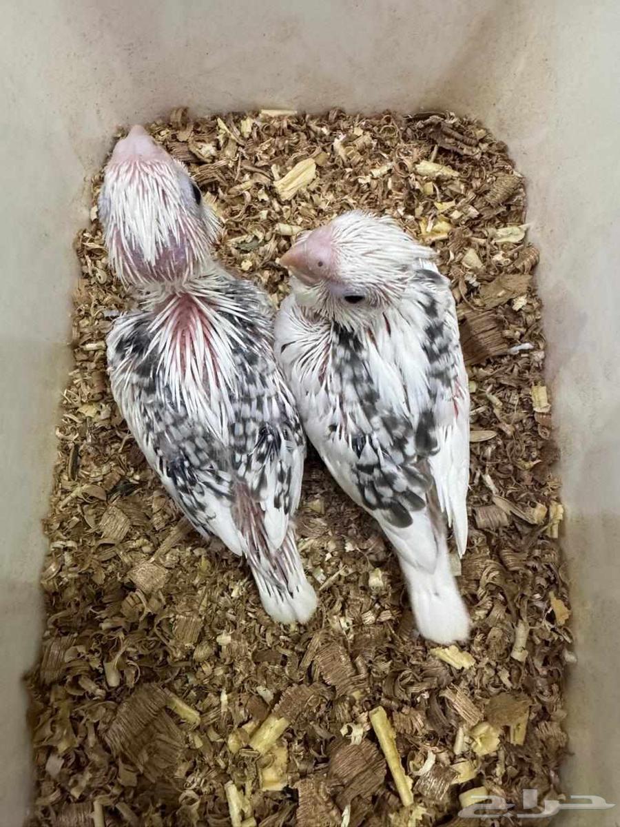 فروخ كروان تم البيع64520825948034110