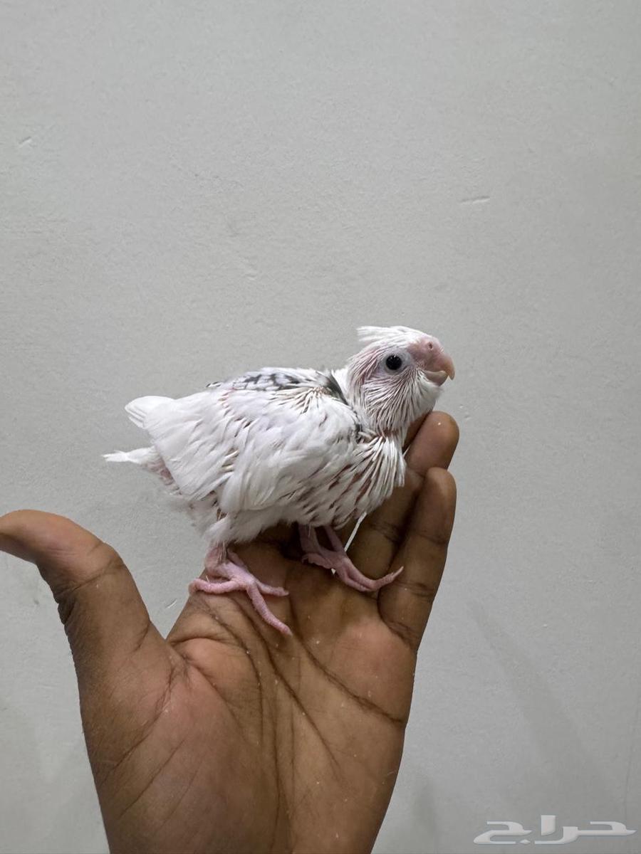 فروخ كروان تم البيع64520825948034113