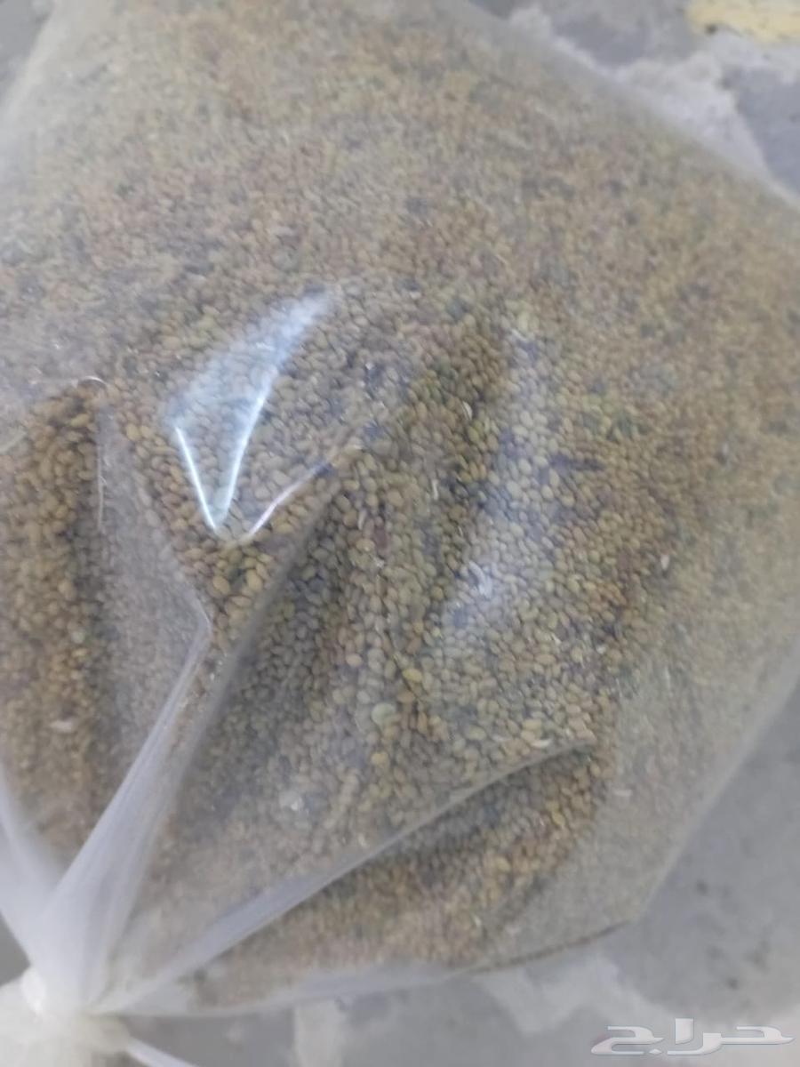 ذرو برسيم صبخاوي64520812004098111