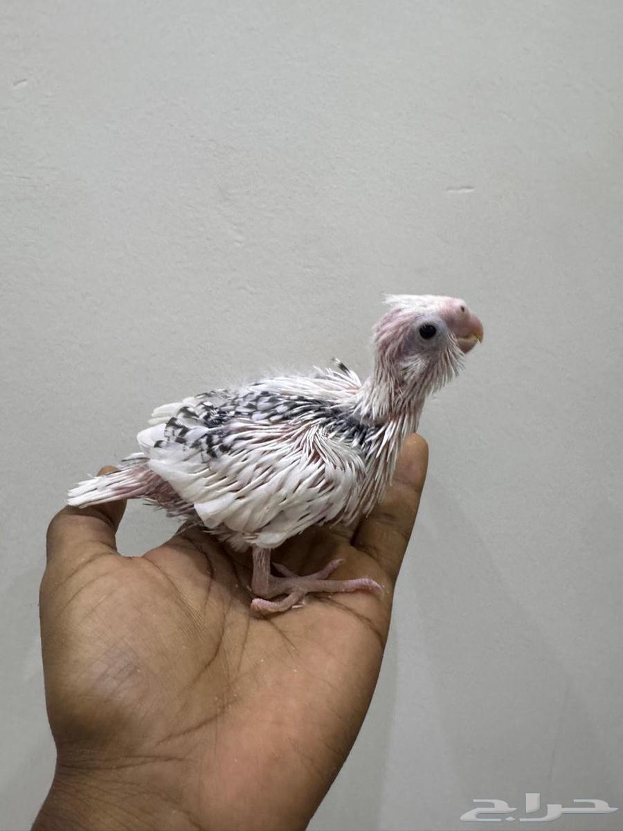 فروخ كروان تم البيع64520825948034112