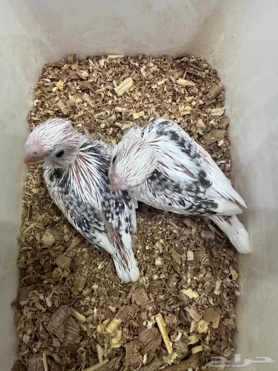 فروخ كروان تم البيع64520825948034111