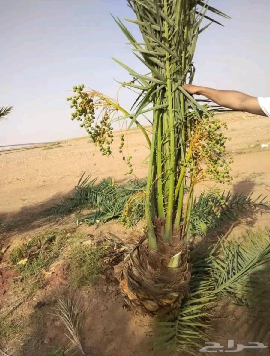 نخيل للبيع مع التوصيل اخلاص برحي مجدول صقعي سكري64526592870657111